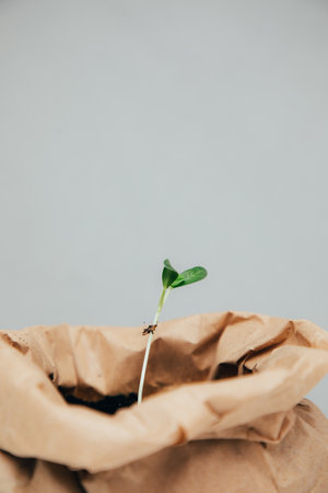 Concept of gardening. Planting vegetable seedlings. A small green plant in a brown paper bag with soil on a gray background. Front viewの写真素材