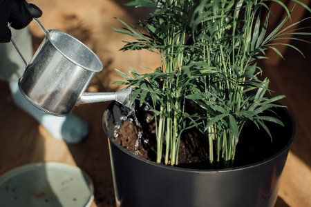 Transplanting a home pot into another pot. Close-up of female hands watering the flowerpot green decorative palm. Home gardening. Front view, selective focusの写真素材