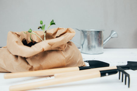 Concept of gardening. Planting vegetable seedlings. A small green plant in a brown paper bag with soil and gardening tools on a gray background. Front viewの写真素材