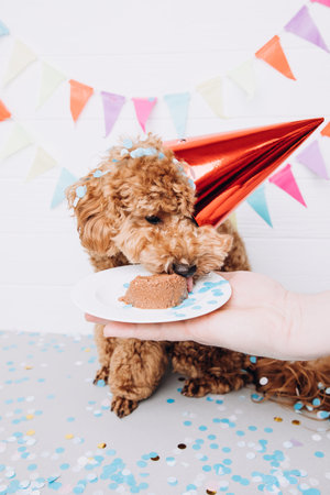 A small red poodle in a festive red cap on a white wooden background celebrates a birthday and...