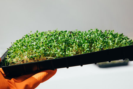 Home gardening. Greenery microgreens, sorrel on a linen rug in black box in a hand on a wooden background. Front view, close upの写真素材