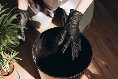 Transplanting a home pot into another pot. Close-up of female hands pouring soil into a pot with green decorative palm. Front view, selective focusの写真素材