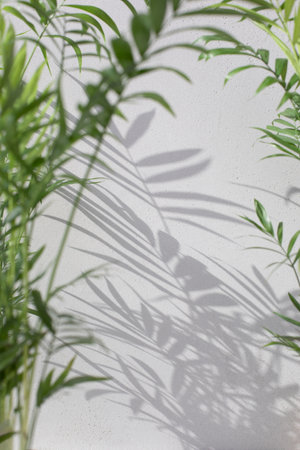 Green branches of a decorative palm tree with a shadow on a gray background. Natural background. Selective focusの写真素材