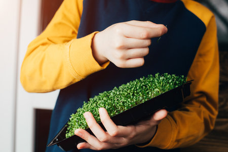 Home gardening. Greenery microgreens, sorrel on a linen rug in childrens hands. Front viewの写真素材