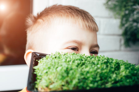 Home gardening. Greenery microgreens, sorrel on a linen rug in childrens hands. Boy holds tray with greenery. Front viewの写真素材