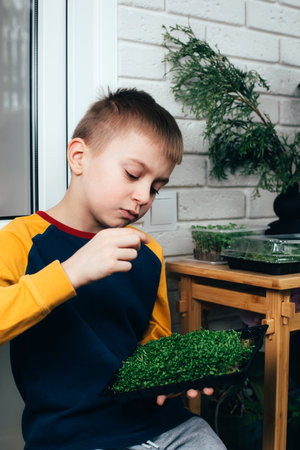 Home gardening. Greenery microgreens, sorrel on a linen rug in childrens hands. Boy holds tray with greenery. Front viewの写真素材