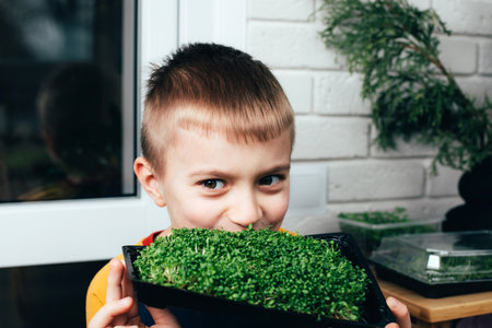 Home gardening. Greenery microgreens, sorrel on a linen rug in childrens hands. Boy holds tray with greenery. Front viewの写真素材