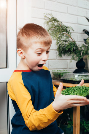 Home gardening. Greenery microgreens, sorrel on a linen rug in childrens hands. Boy holds tray with greenery. Front viewの写真素材