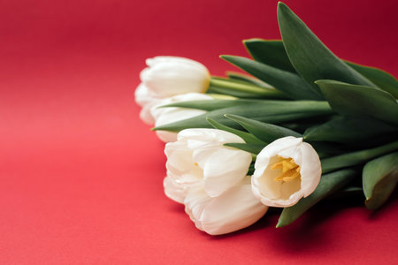 White tulips on the red background with shadow. Spring background with a bouquet of flowers with copy space. Top viewの写真素材