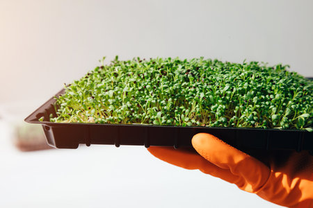 Home gardening. Greenery microgreens, sorrel on a linen rug in black box in a hand on a wooden background. Front view, close upの写真素材