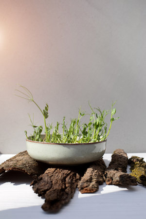 Home gardening. Greenery microgreens, peas in green plate on wooden background on pieces of dry tree bark. Front viewの写真素材