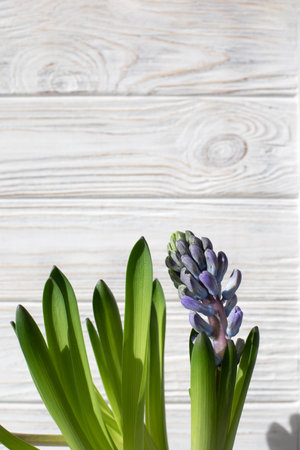 Purple hyacinth flower on a white wooden background. Spring background. Front viewの写真素材