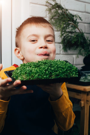 Home gardening. Greenery microgreens, sorrel on a linen rug in childrens hands. Boy holds tray with greenery. Front viewの写真素材