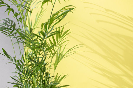 Green branches of a decorative palm tree with a shadow on a yellow-gray background. Natural background. Selective focusの写真素材