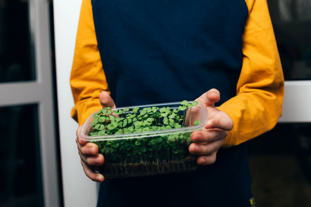Home gardening. Greenery microgreens, basil on a linen rug in childrens hands. Boy holds tray with greenery. Front viewの写真素材
