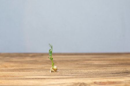 Home gardening. Greenery microgreens, green pea sprout on a wooden background. Front viewの写真素材