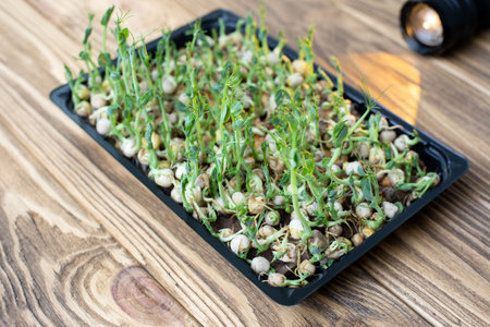 Home gardening. Greenery microgreens, peas on a linen rug on a wooden background. Top viewの写真素材