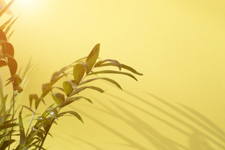 Green branches of a decorative palm tree with a shadow on a yellow background. Natural background. Selective focusの写真素材