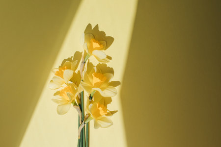Yellow daffodils on a yellow background in bright daylight with shadows. Flat layの写真素材
