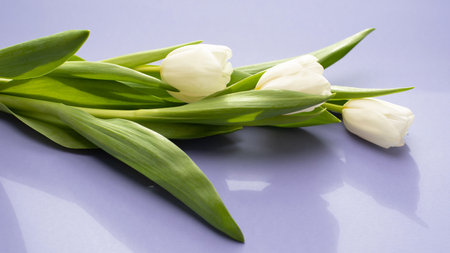 Gently pink tulips on the violet background. Spring background with a bouquet of flowers with copy space. Flat lay, web bannerの写真素材