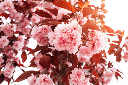 Blooming branches of pink sakura on a background of white sky, selective focus. Natural background with flowersの写真素材