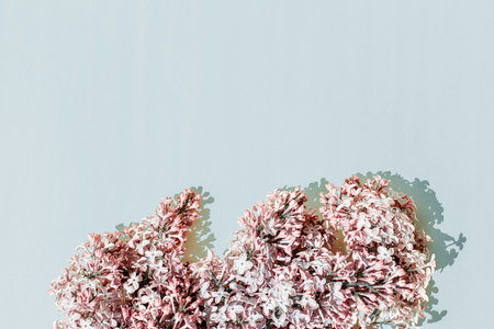 A branches of lilacs on blue background with a shadows. Natural background with empty space. Flay layの写真素材