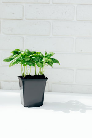 Healthy food background. A fresh salad greens, basilica in a black pot on white wooden table. Front viewの写真素材