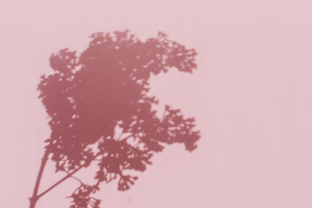 A shadow from branches of lilacs on pink background. Natural background with empty space. Flay layの写真素材