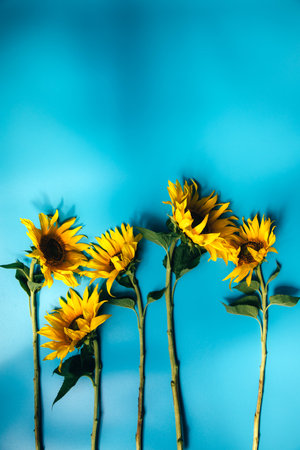 Bright sunflower flowers with a green stem on a blue background. Top viewの写真素材