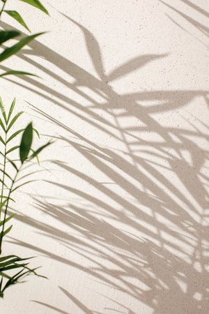 Green branches of a decorative palm tree with a shadow on a gray background. Natural background. Selective focusの写真素材