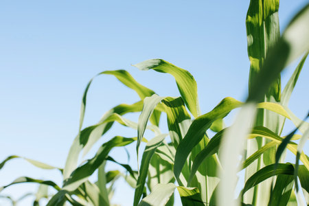 Green leaves of young corn against a clear blue sky. Background for design. Bottom view, out of focusの写真素材