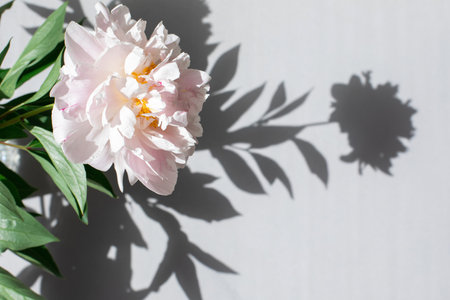 Gently pink peonies with green leaves on grey background. Floral background. Top viewの写真素材