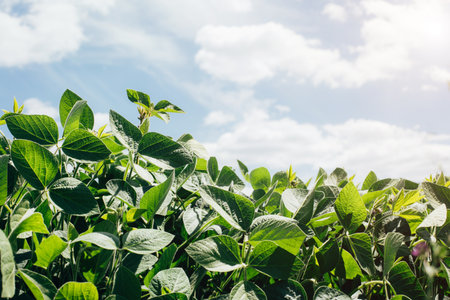 Soybean plants in a field close-up in bright sunlight. Agricultural field with soy. Green background, selective focus. Front viewの写真素材