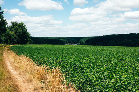 Soybean plants in a field in a sunny day. Agricultural field with soy. Landscape, natural background, selective focus. Front viewの写真素材