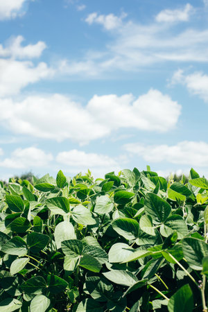 Soybean plants in a field close-up in bright sunlight. Agricultural field with soy. Green background, selective focus. Front viewの写真素材