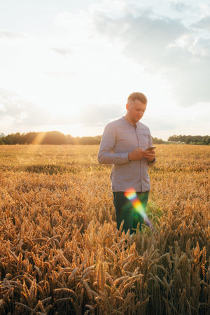 Wheat field at sunset. Agriculture concept, a farmer in the field checks the quality of the crop....