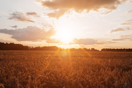 Spikelets of yellow wheat on the agricultural field. Wheat field at sunset. Summer landscape. Front viewの写真素材