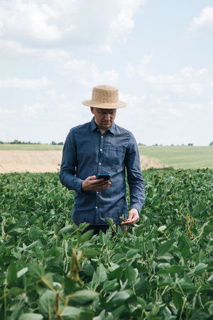Farmer, agronomist in the soybean field. Controlling the growth of agricultural crops. Green soy...