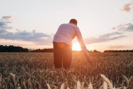 Wheat field at sunset. Agriculture concept, a farmer in the field checks the quality of the crop. Front viewの写真素材