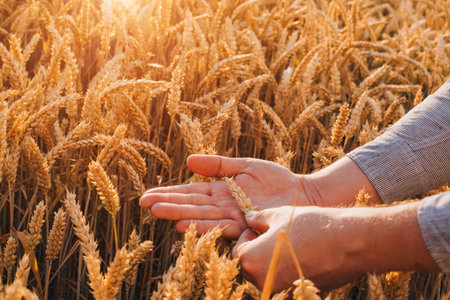 Wheat field at sunset. Agriculture concept, a farmer in the field checks the quality of the crop. Male hand close up. Front viewの写真素材