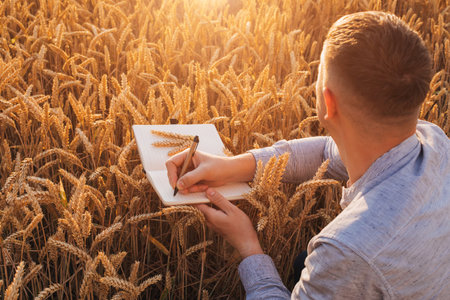 Wheat field at sunset. Agriculture concept, a farmer in the field checks the quality of the crop...