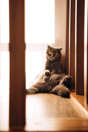 A gray Scottish Fold cat with orange eyes sits on the floor. Pet portrait on daylight, front viewの写真素材