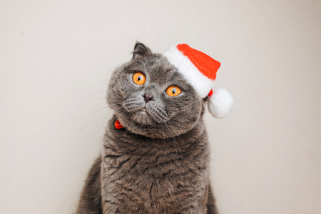 Gray shorthair cat in a Christmas cap on a light background. Christmas background with domanya animal. Front viewの写真素材