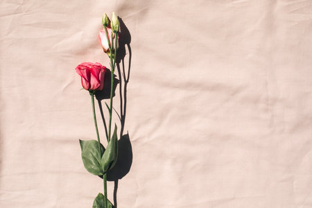 Gently pink eustomas on the beige background. Natural background with a bouquet of flowers with copy space. Flat layの写真素材