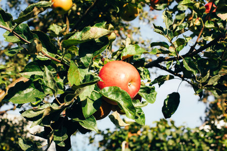 Red ripe apples on green tree branches in the garden. Autumn background, apple harvest. Front viewの写真素材