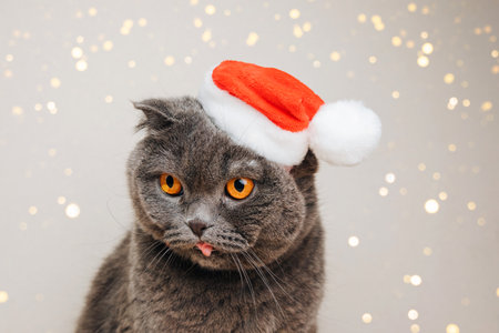 Gray shorthair cat in a Christmas cap on a light background. Christmas background with animal. Front viewの写真素材