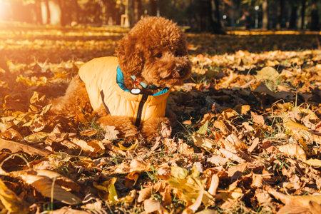 A small red poodle in yellow lies on the yellow leaves on yellow vest in an autumn park, setting...