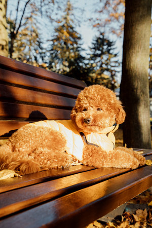 A small red poodle in yellow lies on the bench on yellow vest in an autumn park, setting sun. Front...