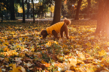 A small red poodle in yellow walks on the yellow leaves on yellow vest in an autumn park, sunny morning. Front viewの写真素材