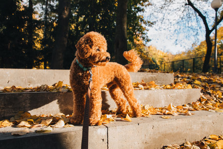 A small red poodle sits on concrete steps with yellow leaves in an autumn park. Sunny morning. Autumn leaf fall. Front viewの写真素材